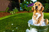 How to Make Dog Bath Less of a Struggle - PetsLoveSurprises