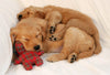 A Cozy Dog Is A Happy Dog. - PetsLoveSurprises
