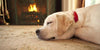 Why Do Dogs Sleep More in Winters? - PetsLoveSurprises