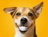 Can I Use Regular Toothpaste on My Pet? - PetsLoveSurprises