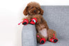Step Into Comfort: Ensuring Your Dog's Paws are Protected and Supported