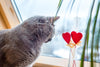 Valentine's Day | A Special Day for Your Cat - PetsLoveSurprises