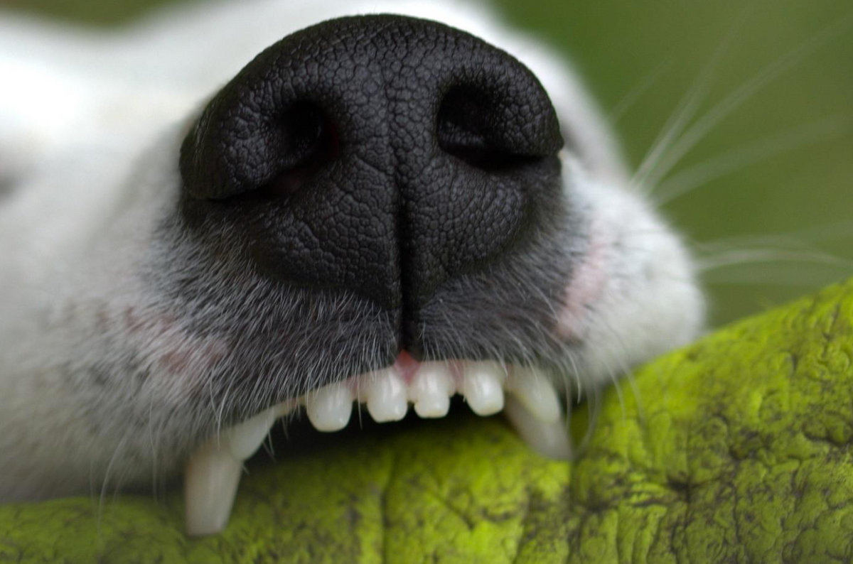 Surprisingly Weird Dog Teeth Facts You Need to Know Now – PetsLoveSurprises