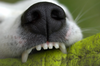 Dog Teeth Facts You Need to Know - Pets Love Surprises