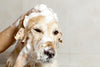 Tips For Choosing The Right Shampoo For Your Dog - PetsLoveSurprises