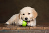 Why Dog Toys Are So Important - PetsLoveSurprises