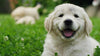 The Best No Fuzz Hack to Keep Your Dog Teeth Amazing - PetsLoveSurprises