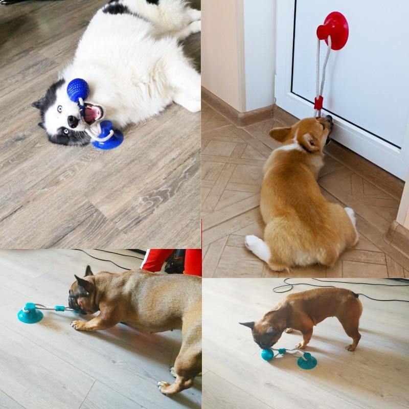 Rubber Ball With Suction Cup | Multifunction Chew Toy - Rubber Ball With Suction Cup | Multifunction Chew Toy - PetsLoveSurprises